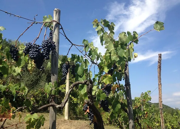 Podere Morucciola 아르콜라