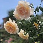 Podere Morucciola 게스트하우스 아르콜라