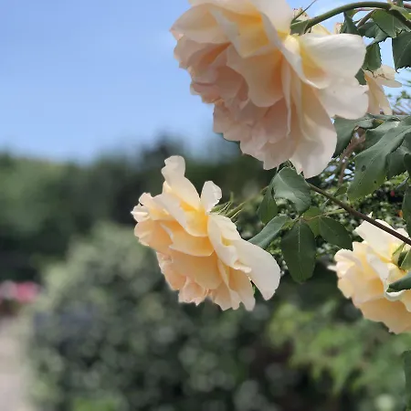 Podere Morucciola * Arcola