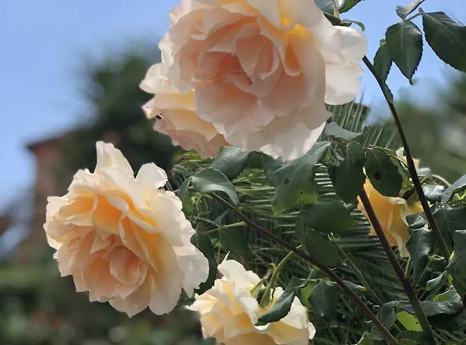 Podere Morucciola Casa de hóspedes Arcola